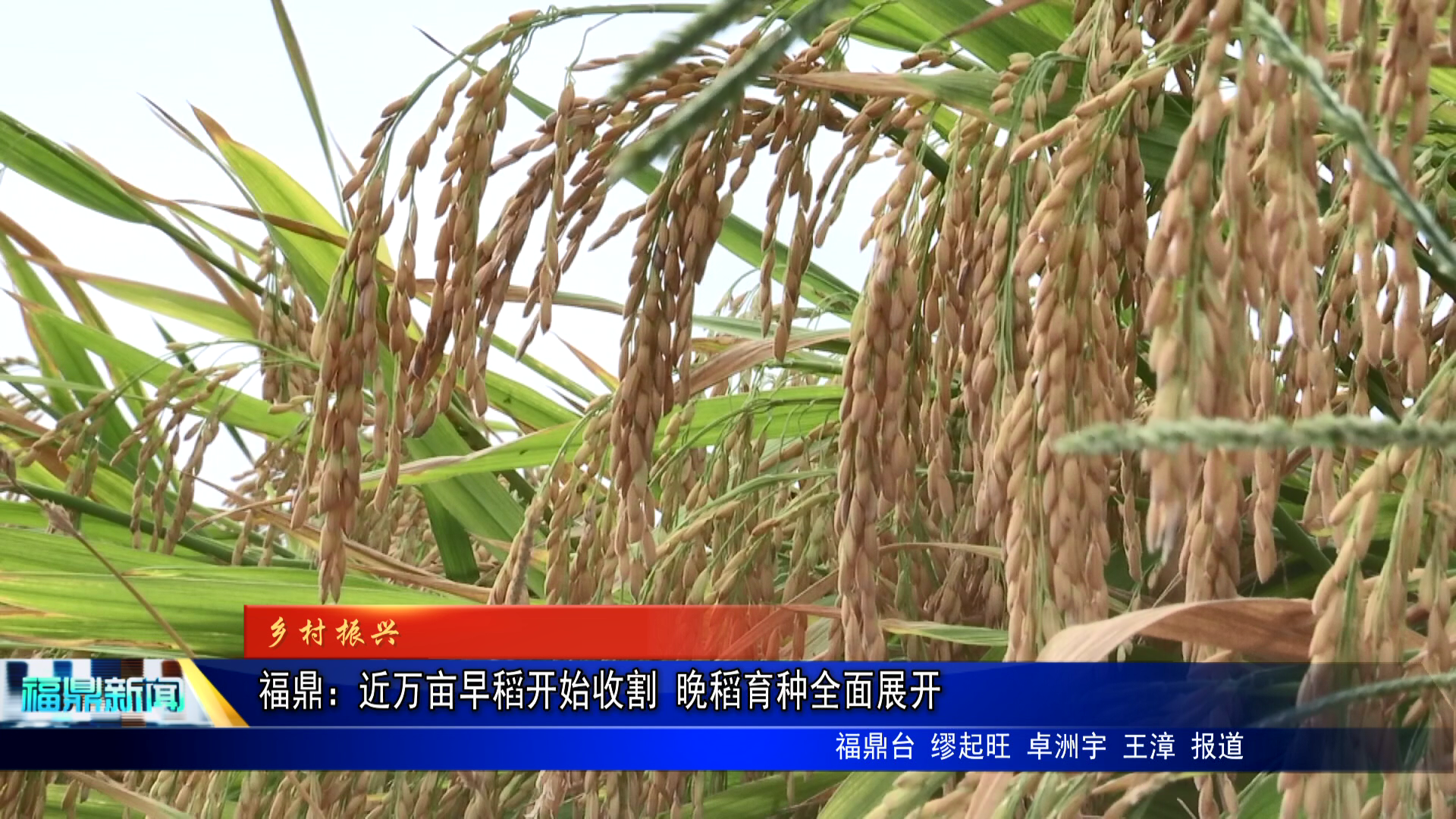 福鼎：近万亩早稻开始收割 晚稻育种全面展开