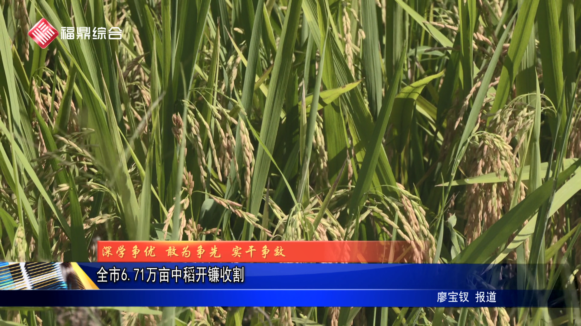 全市6.71万亩中稻开镰收割