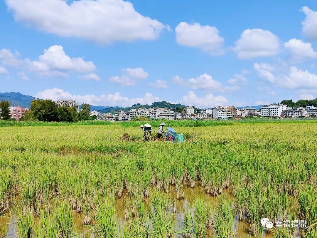 首次引种！海水稻新品种开镰收割！