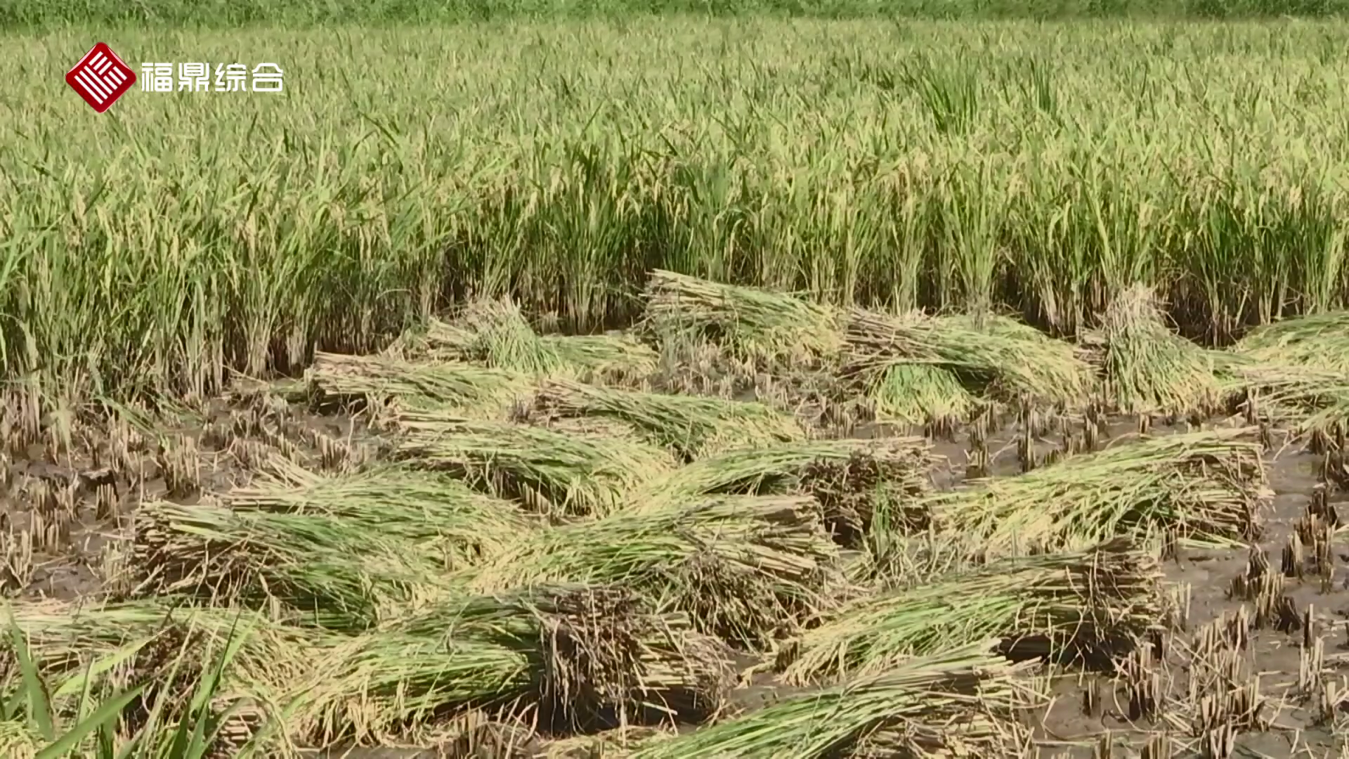 福鼎：盐碱地引种海水稻新品种取得成功