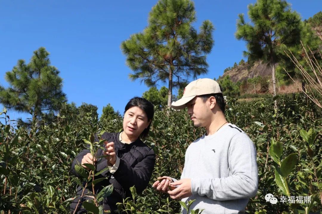 代表风采丨张玉琴：深耕茶园，助力茶产业发展