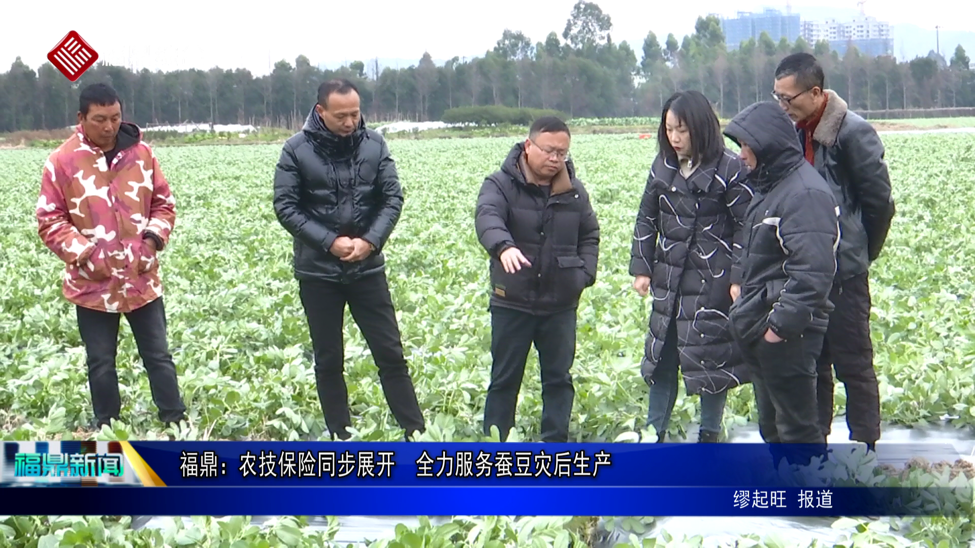 福鼎：农技保险同步展开  全力服务蚕豆灾后生产