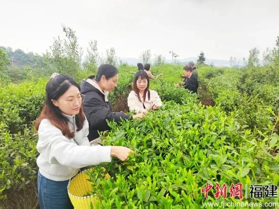 同叙家乡情，福鼎举办台胞清明茶旅活动