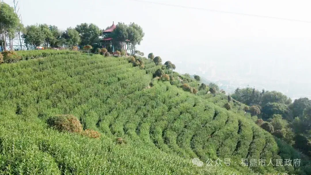 乡村振兴特聘指导员助力茶产业高质量发展