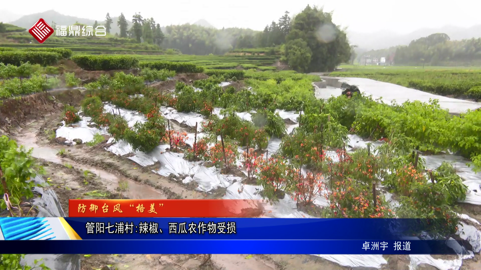 管阳七浦村：辣椒、西瓜农作物受损