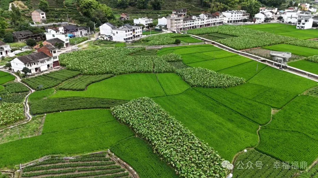 福鼎檳榔芋田受災(zāi)，他們助力復(fù)產(chǎn)！