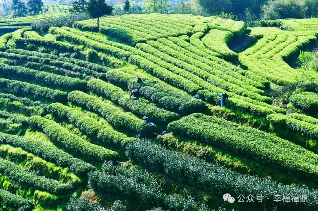 “白茶+文化” 釋放產業(yè)發(fā)展新動能！