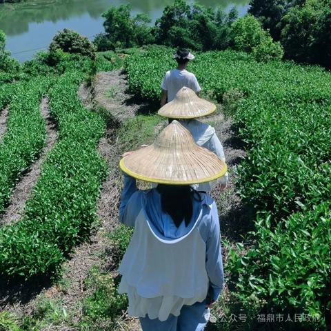 以茶為媒！兩岸大學(xué)生感受福鼎白茶魅力