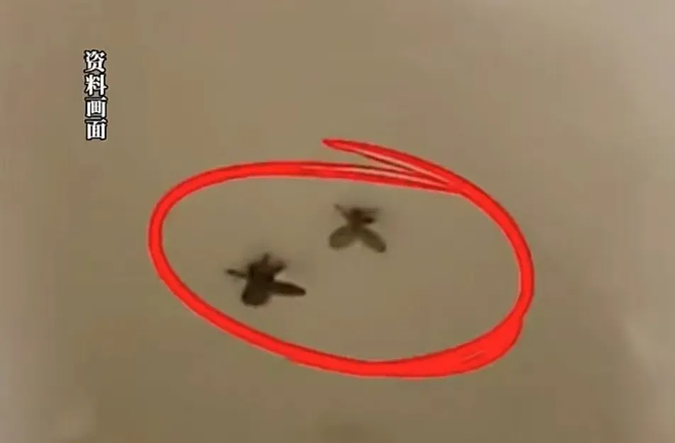 随手拍死小飞虫，男子被迫摘除眼球！几乎所有人家里都见过它！