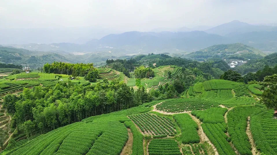 磻溪這個(gè)“百萬村”飄出“新茶香”