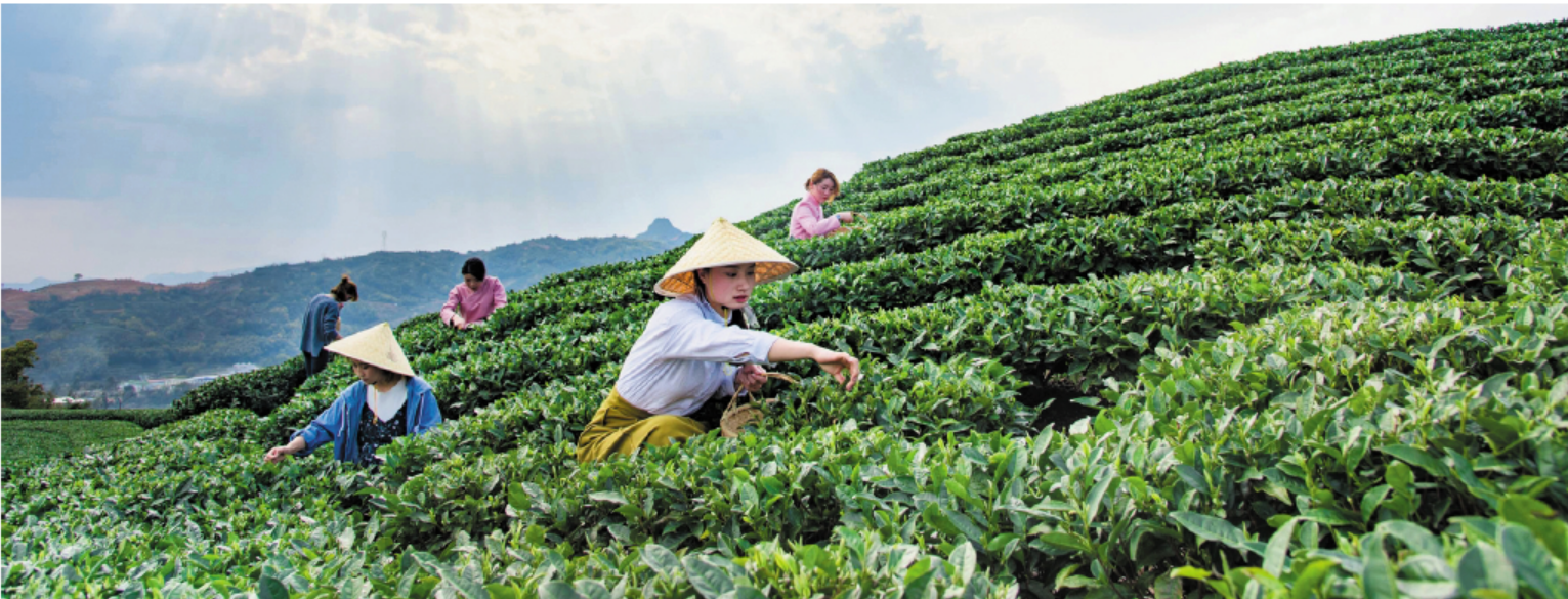 福鼎白茶“圈粉”海内外