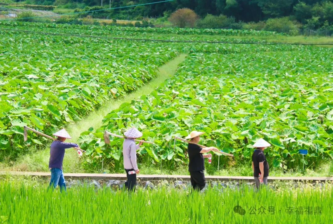 貫嶺鎮(zhèn)的富“芋”路，是這樣走出來的→