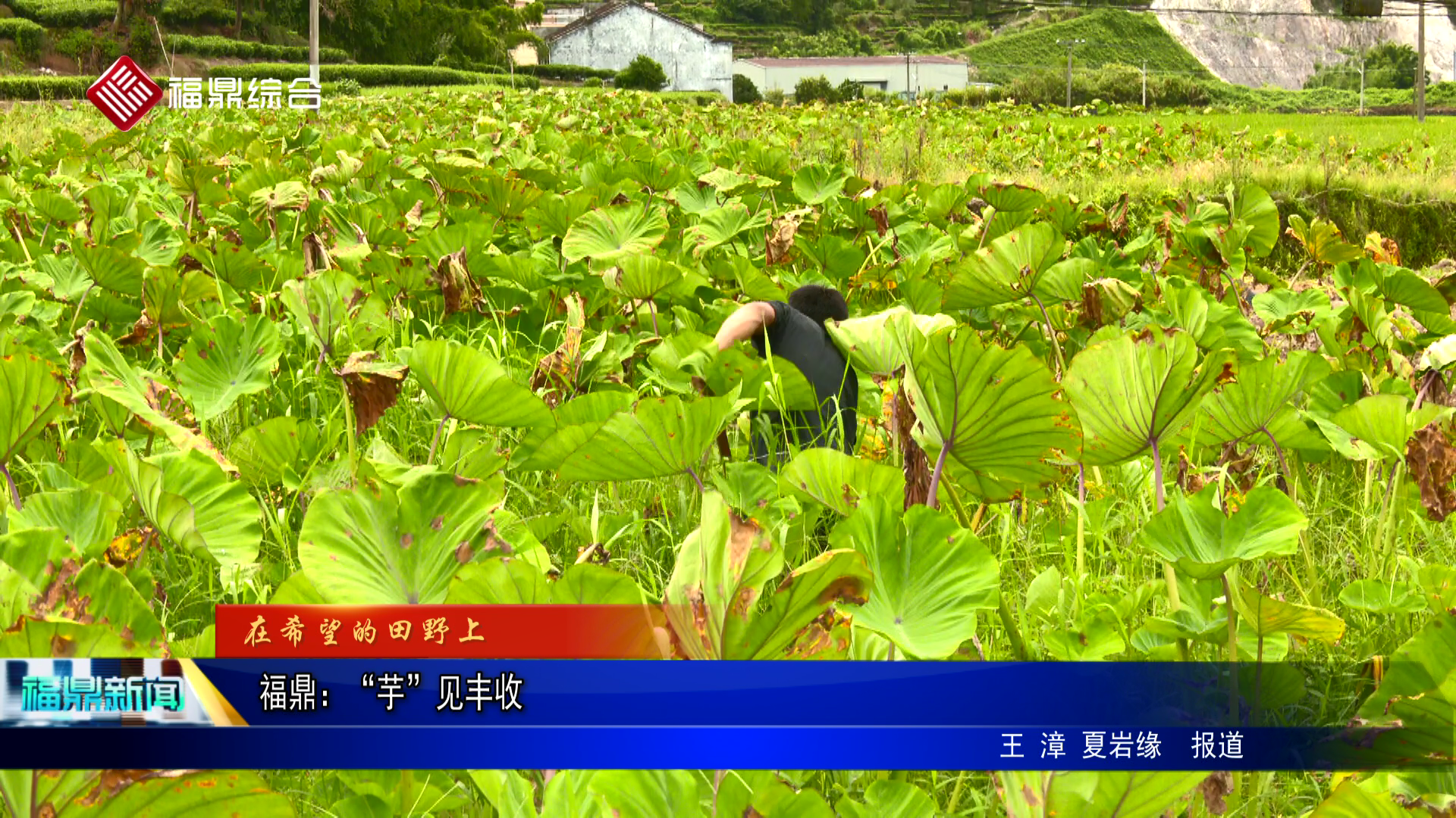 福鼎：“芋”见丰收