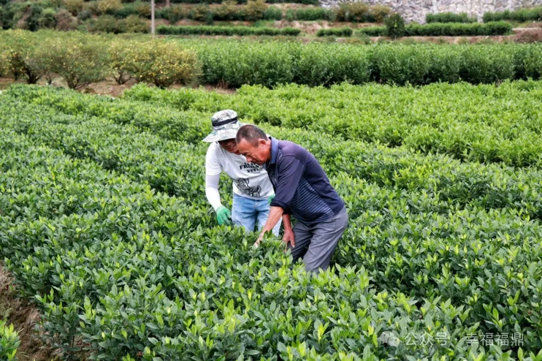 福鼎栀子鲜果价格创历史新高！栀苗销售热！