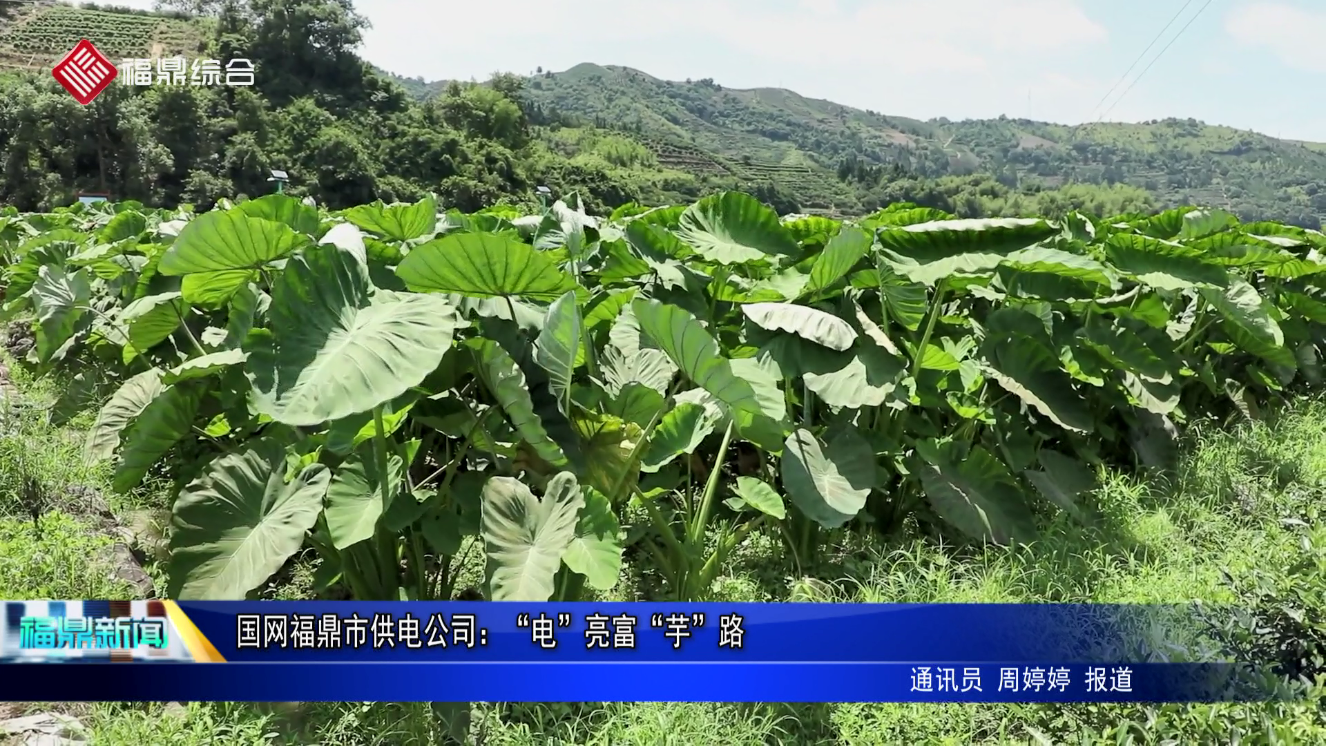 國(guó)網(wǎng)福鼎市供電公司：“電”亮富“芋”路