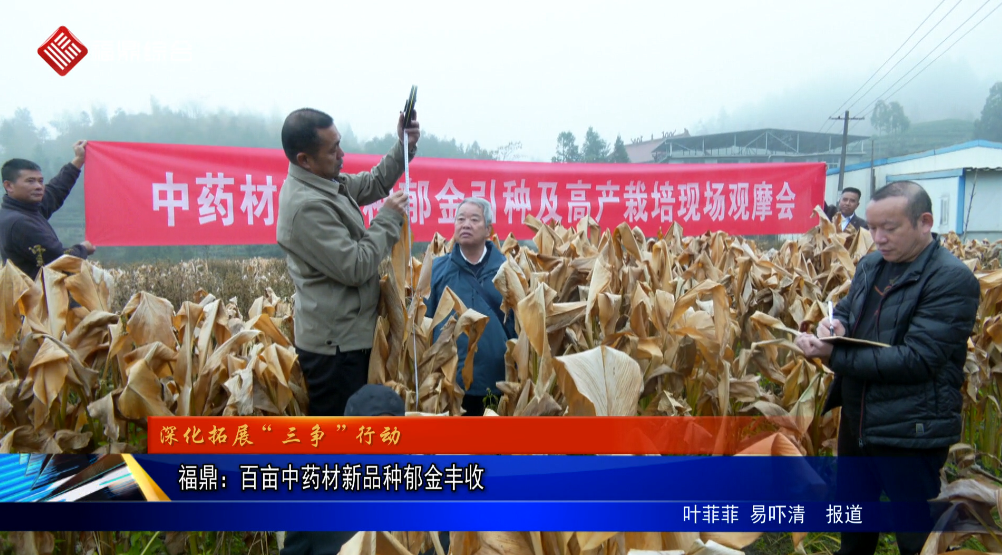 福鼎：百亩中药材新品种郁金丰收