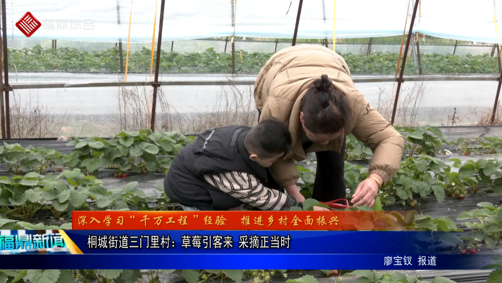 桐城街道三门里村：草莓引客来 采摘正当时
