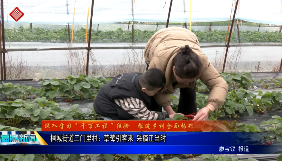 桐城街道三门里村：草莓引客来   采摘正当时