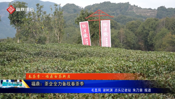 【春茶季·福鼎白茶新启 】 福鼎：茶企全力备战春茶季