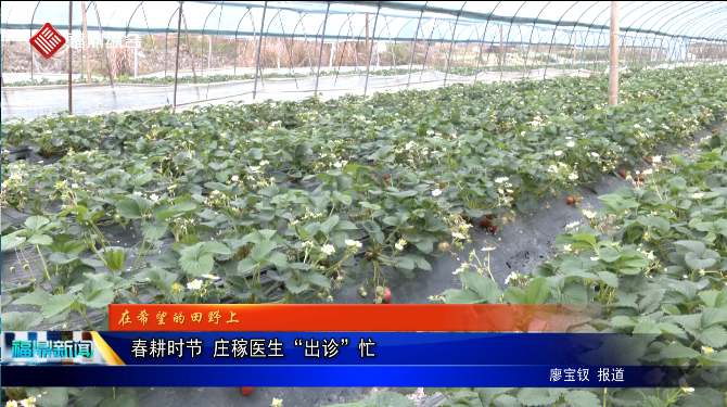 【在希望的田野上】 春耕时节 庄稼医生“出诊”忙