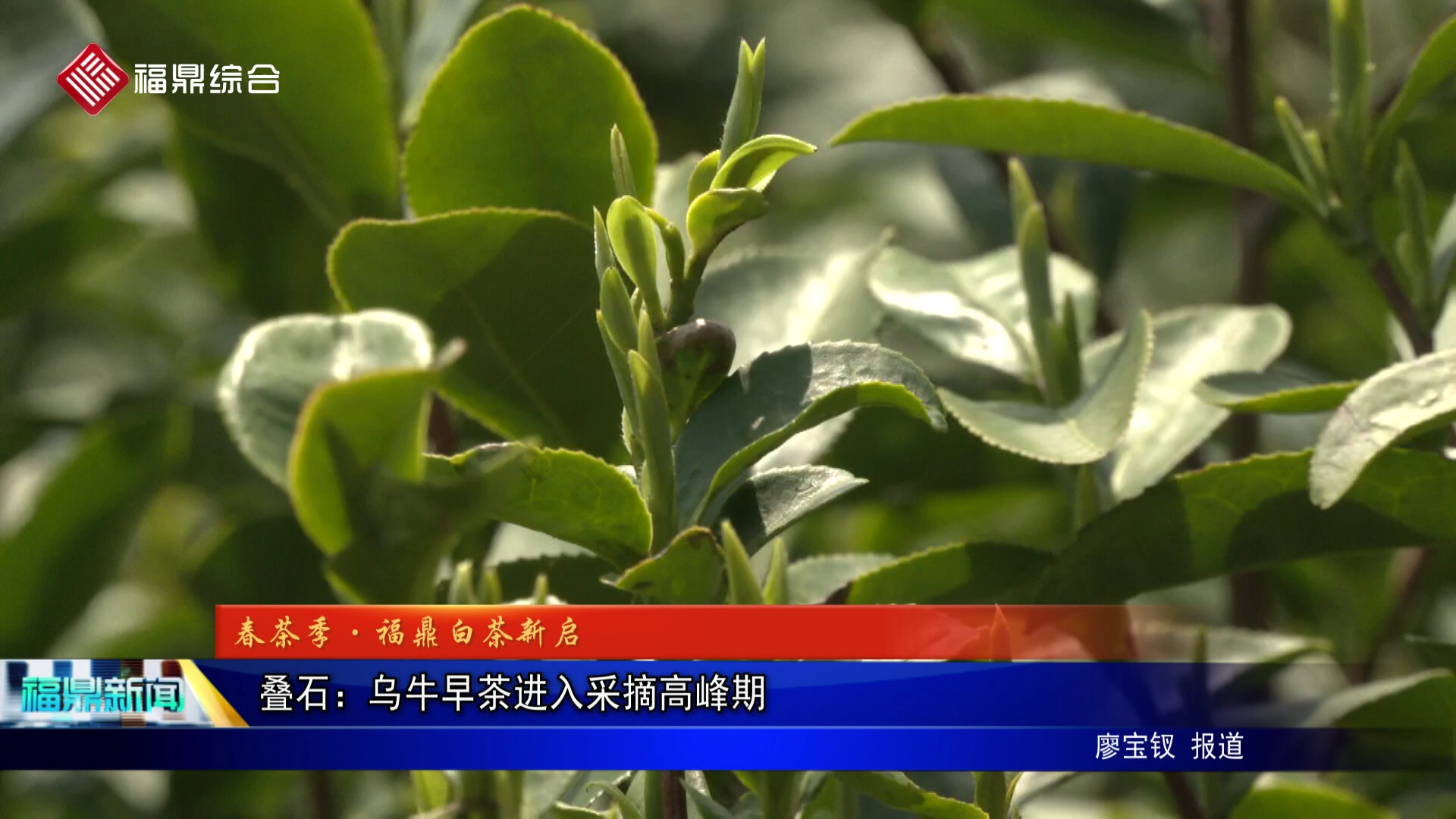 疊石：烏牛早茶進(jìn)入采摘高峰期