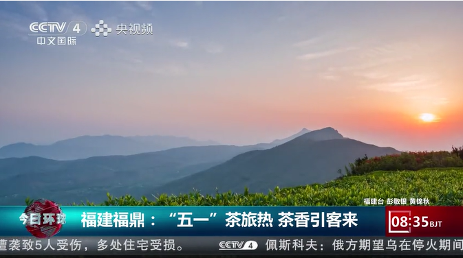 福建福鼎：“五一”茶旅热 茶香引客来