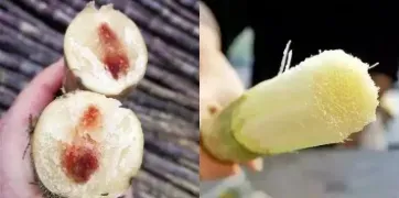 一口甘蔗险丧命？这种“红心”甘蔗千万别吃！
