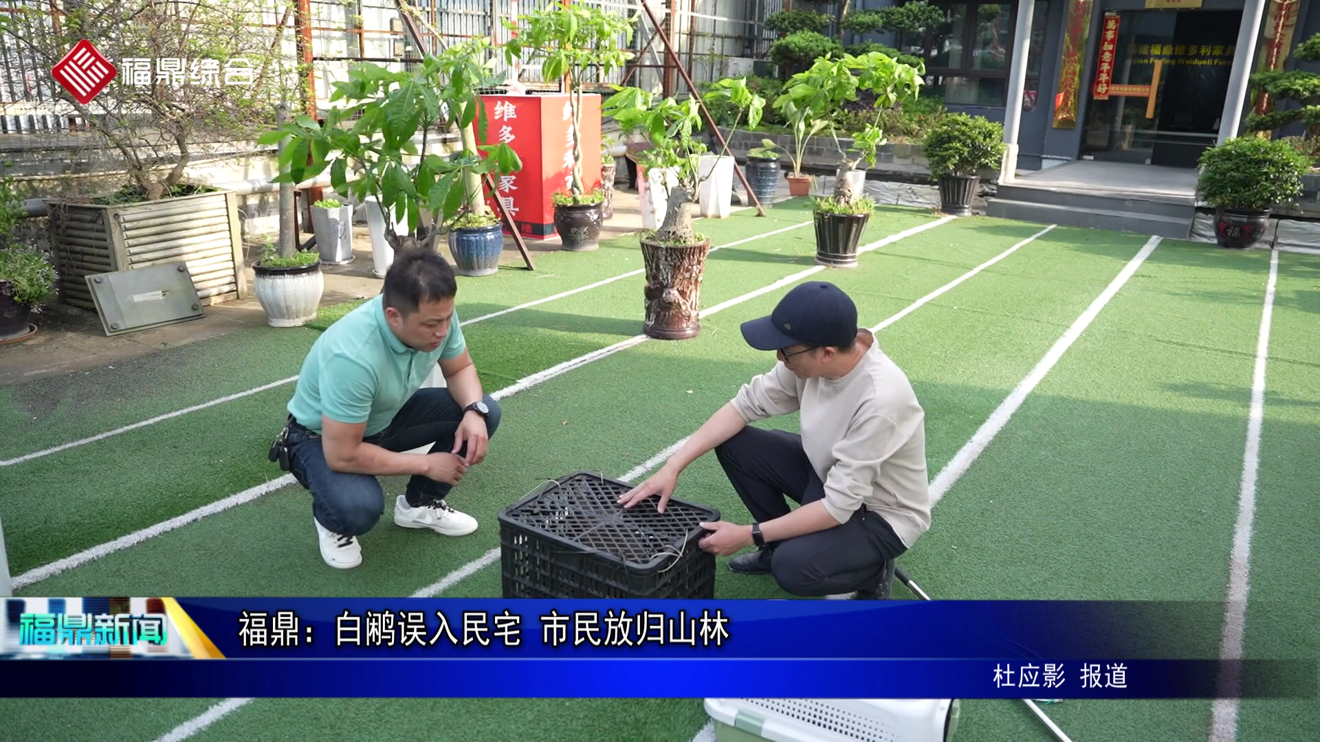福鼎：白鹇误入民宅 市民放归山林