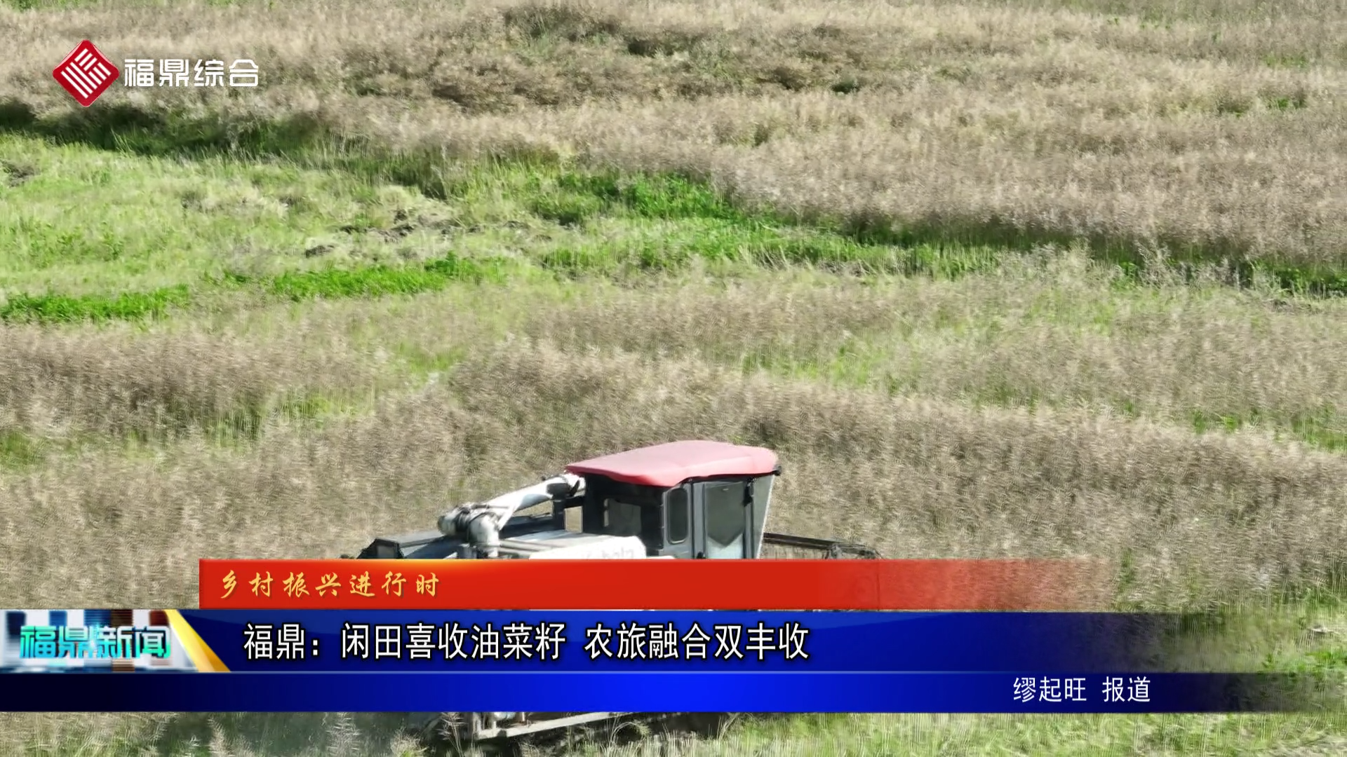福鼎：闲田喜收油菜籽 农旅融合双丰收