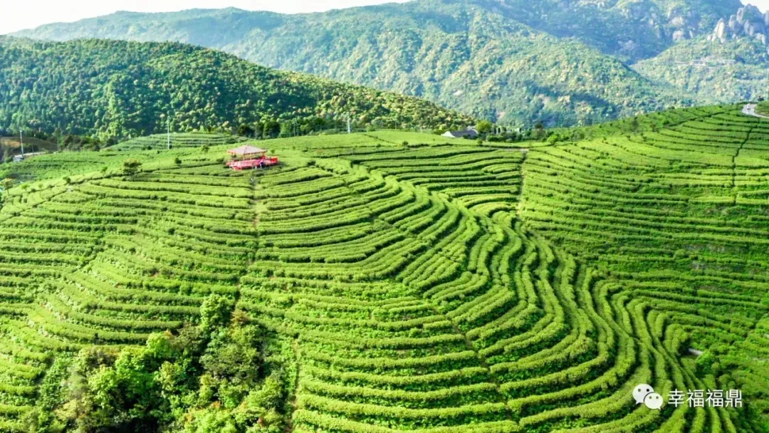 福鼎白茶文化系统的特征与价值