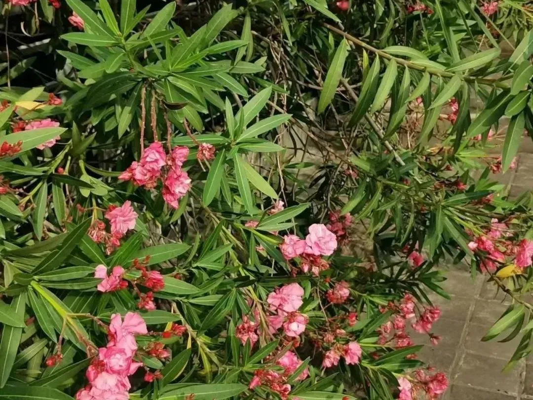 街头已经出现！有毒，千万别碰！