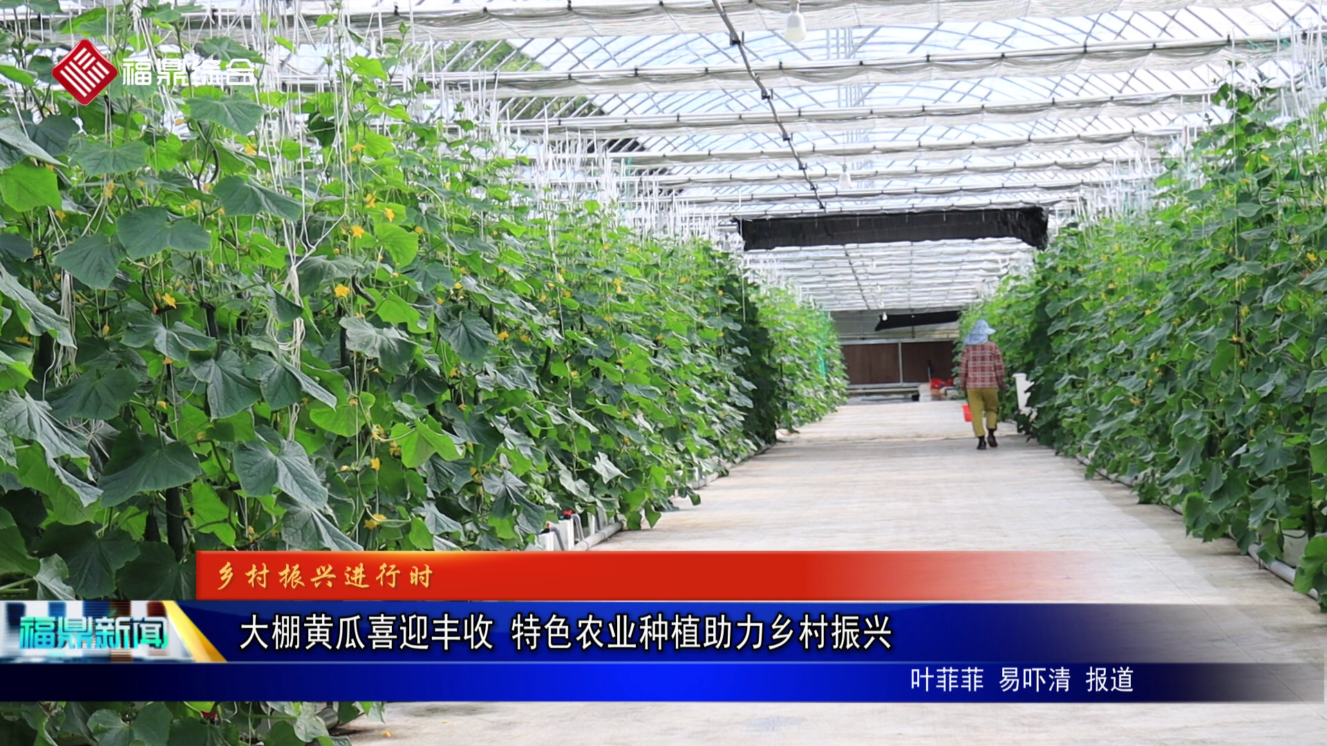 大棚黄瓜喜迎丰收 特色农业种植助力乡村振兴