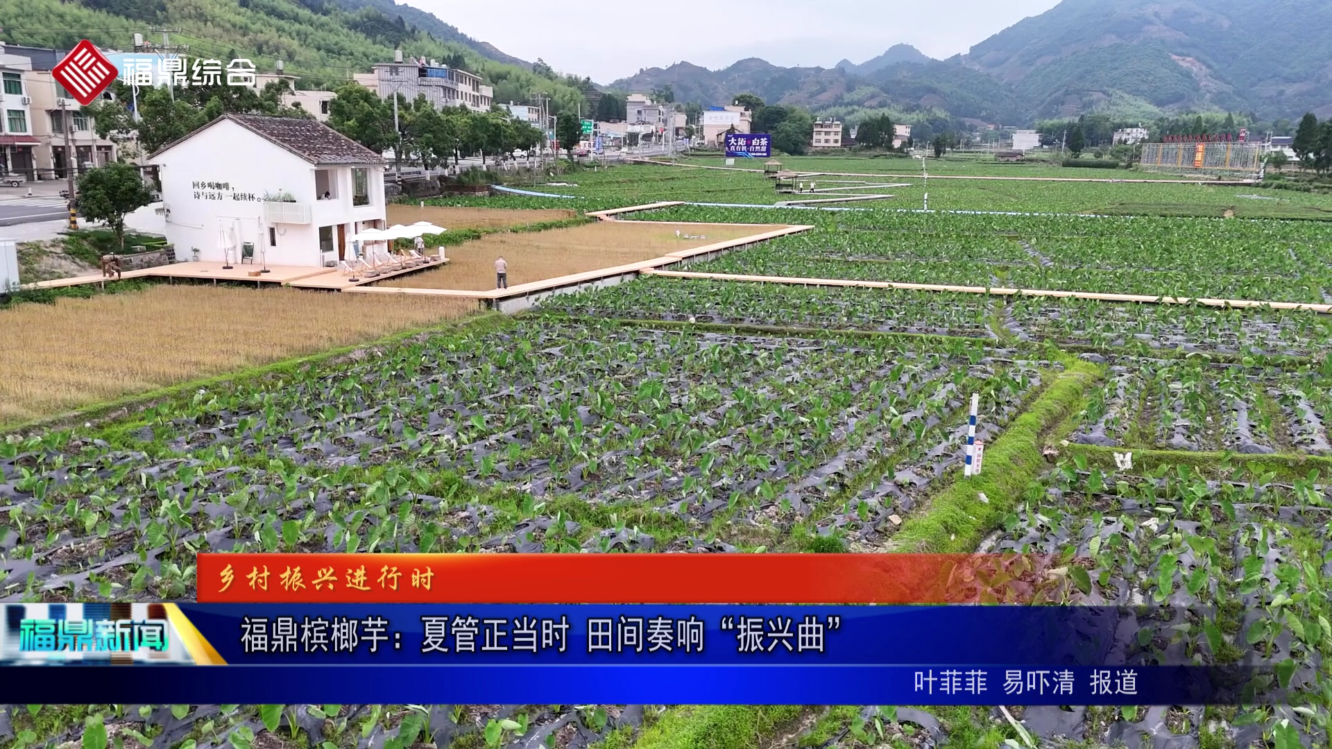 福鼎槟榔芋：夏管正当时 田间奏响“振兴曲”
