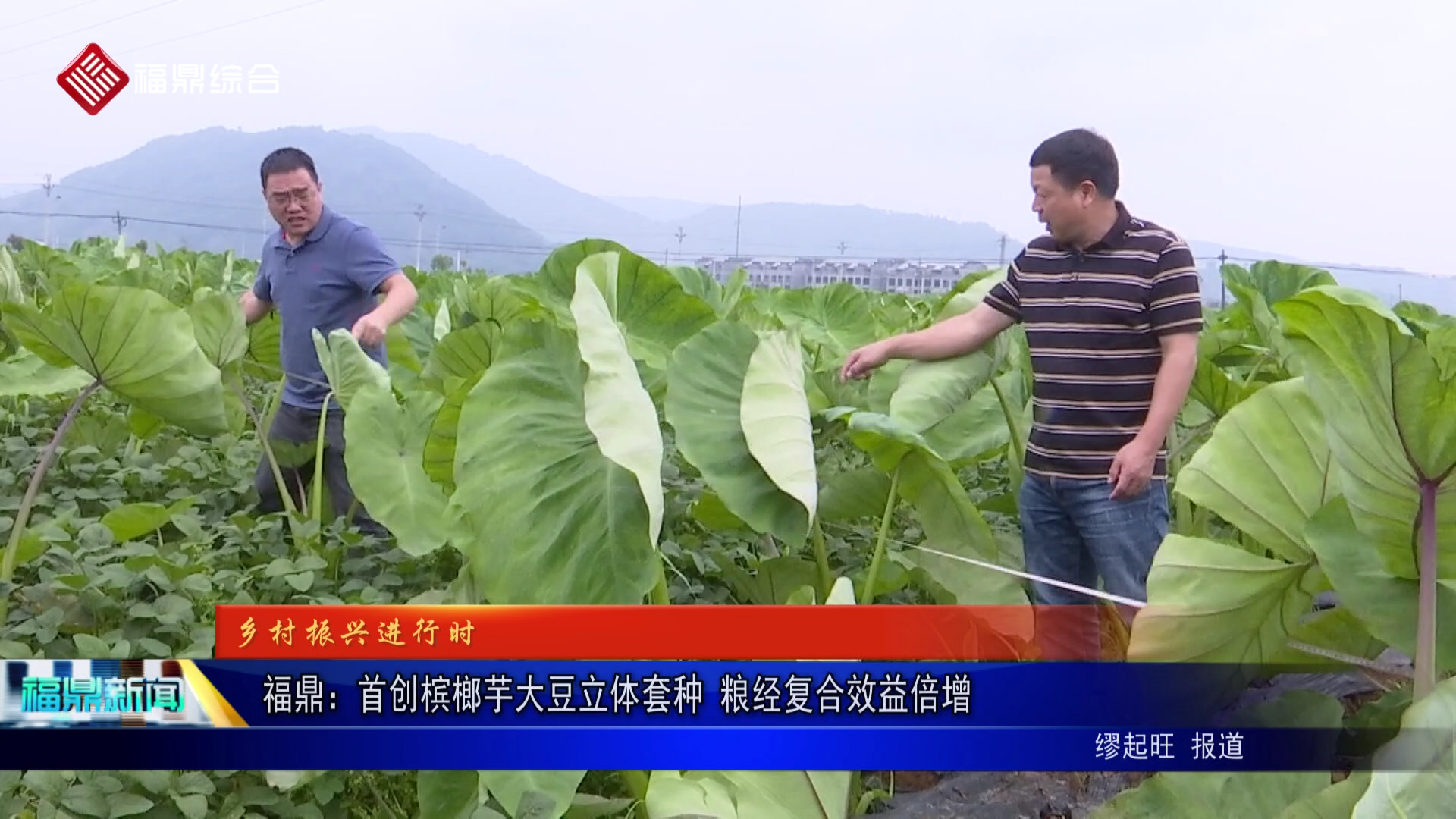 福鼎：首创槟榔芋大豆立体套种 粮经复合效益倍增