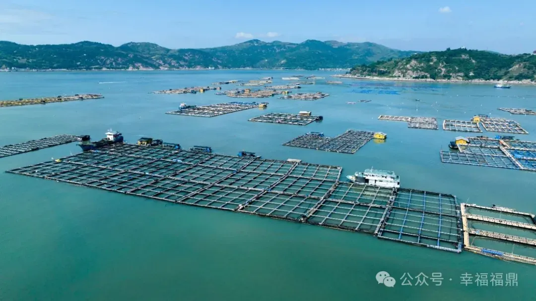 福鼎1230多万尾大黄鱼苗，入海！