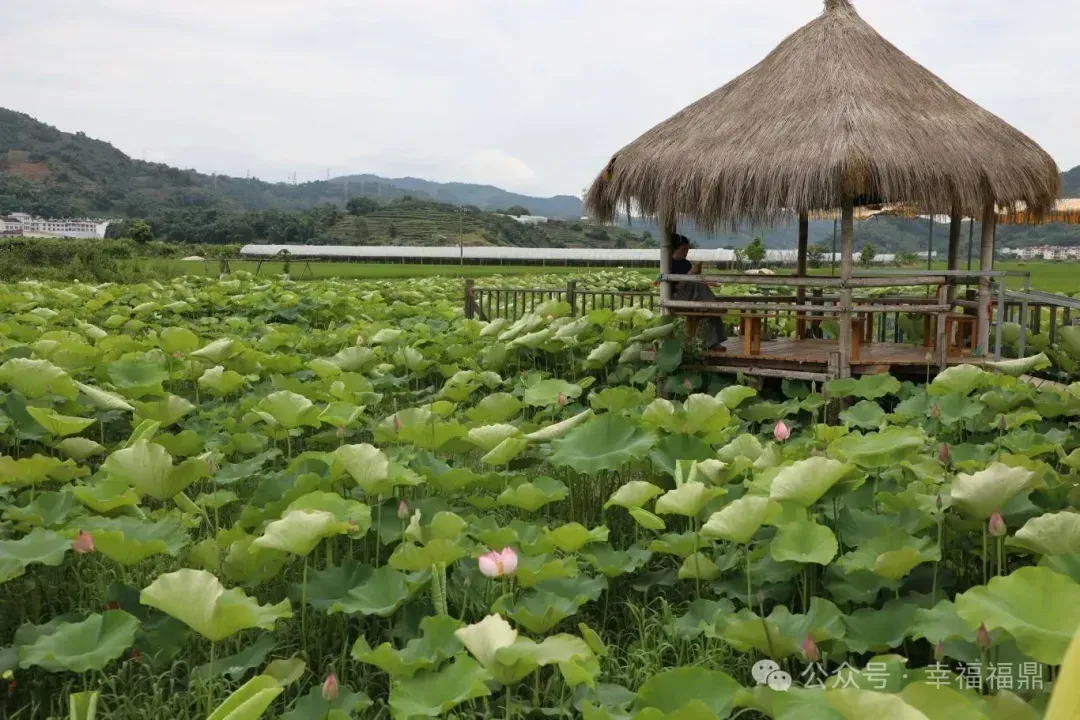 摘果、赏花……走！带娃去太姥山镇村游