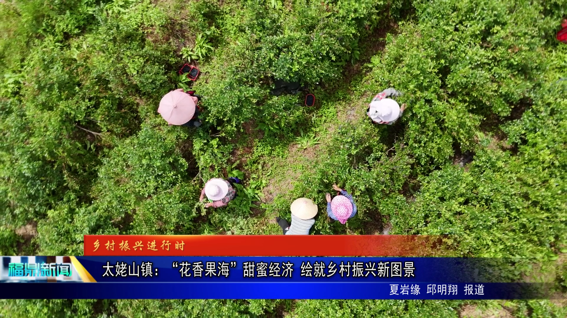 太姥山镇：“花香果海”甜蜜经济 绘就乡村振兴新图景