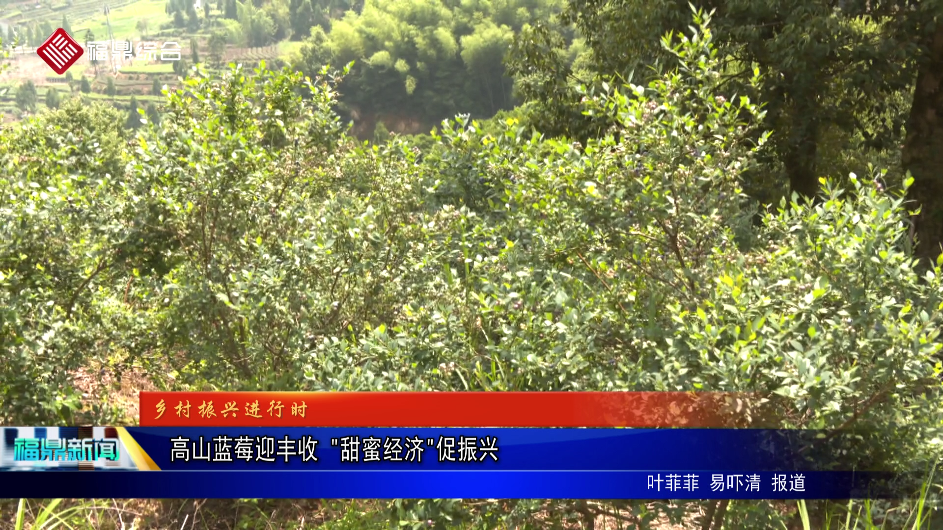 高山蓝莓迎丰收 "甜蜜经济"促振兴