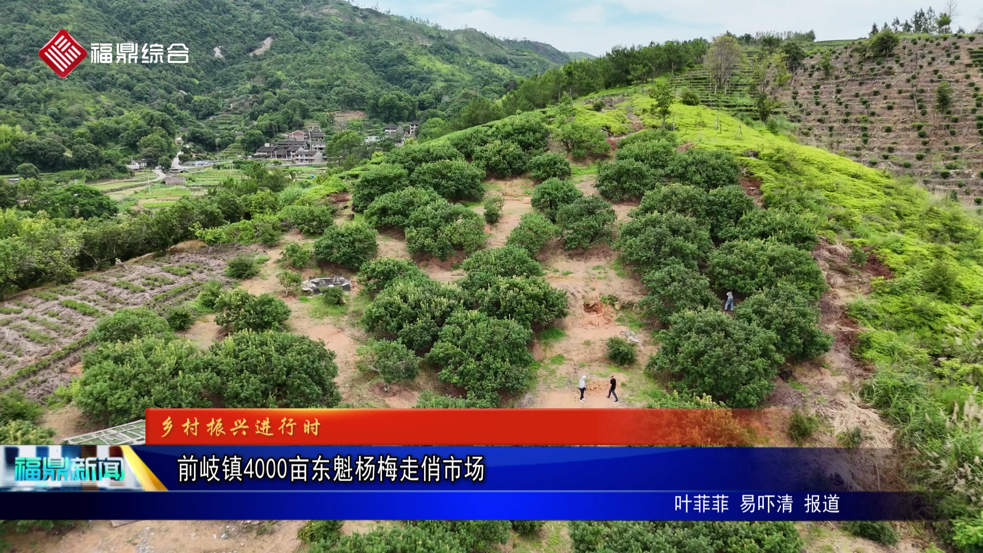 前岐镇4000亩东魁杨梅走俏市场