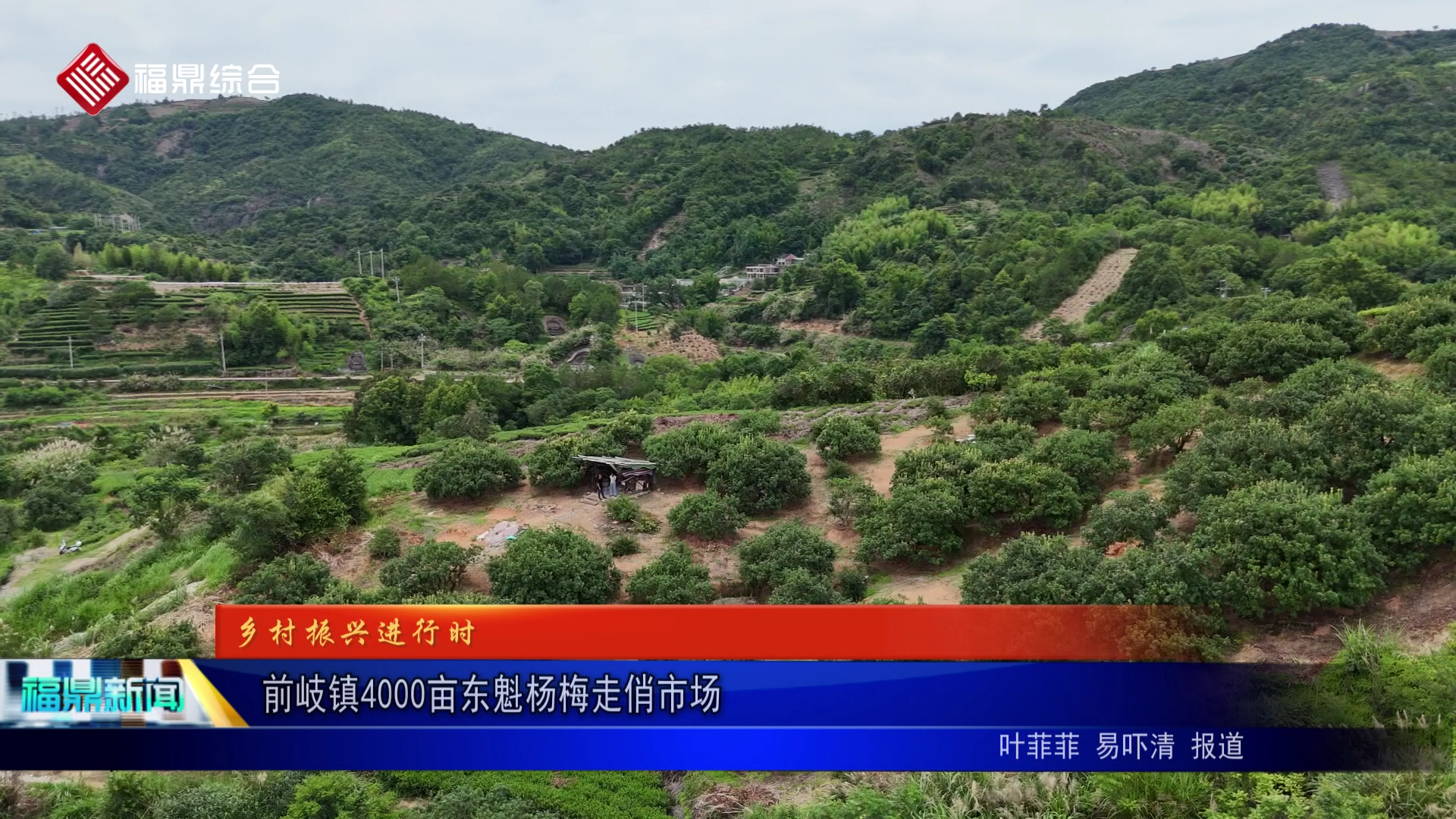 前岐镇4000亩东魁杨梅走俏市场