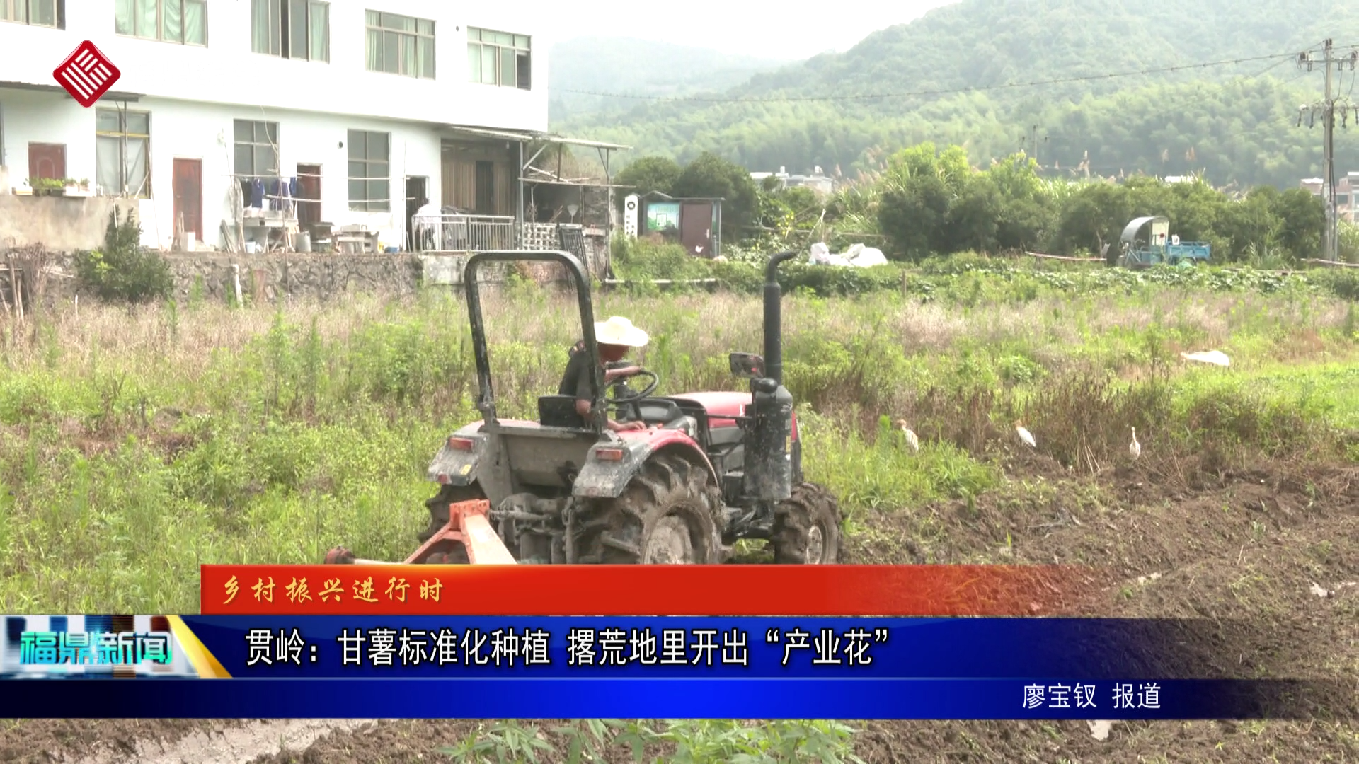 贯岭：甘薯标准化种植 撂荒地里开出“产业花”