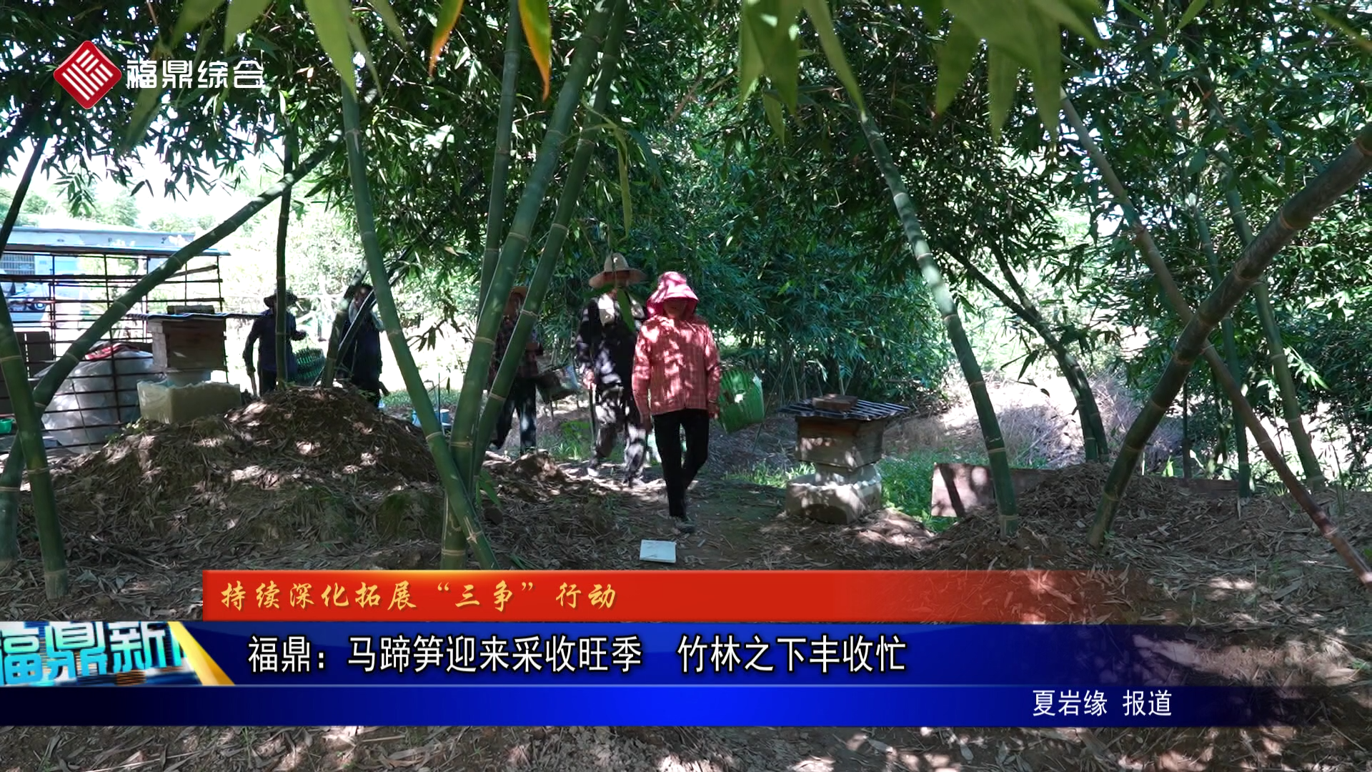 福鼎：马蹄笋迎来采收旺季  竹林之下丰收忙