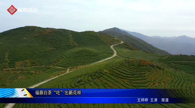 福鼎白茶“吃”出新花樣