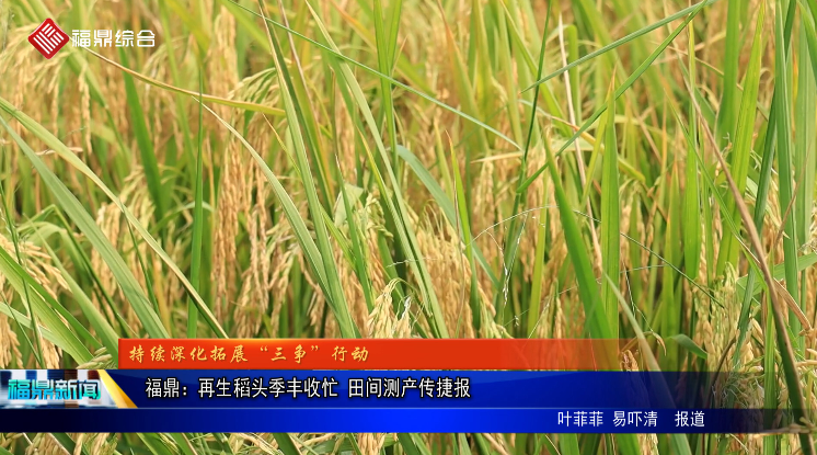 福鼎：再生稻頭季豐收忙 田間測產傳捷報