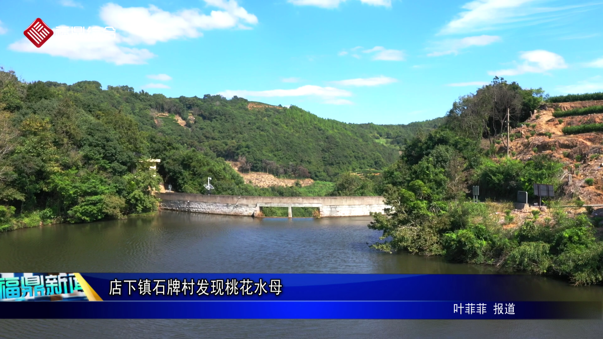 店下镇石牌村发现桃花水母