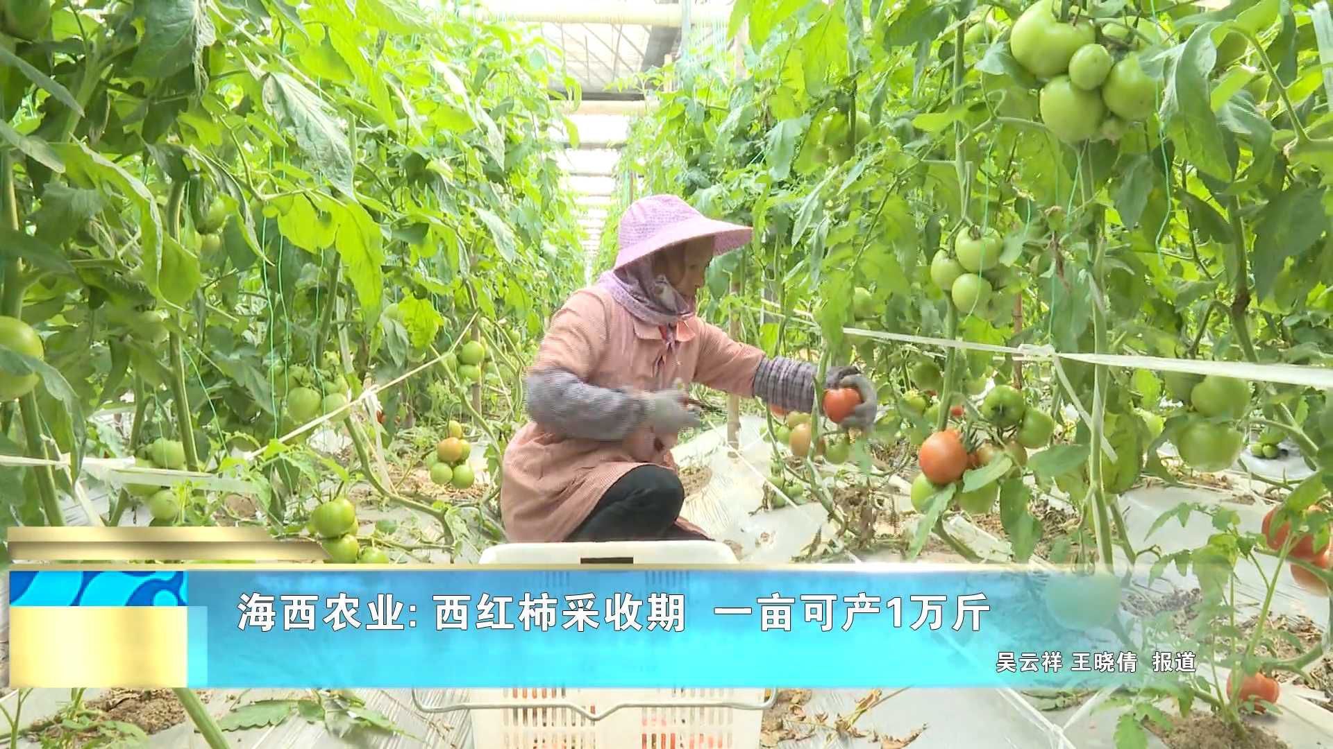 海西农业: 西红柿采收期  一亩可产1万斤