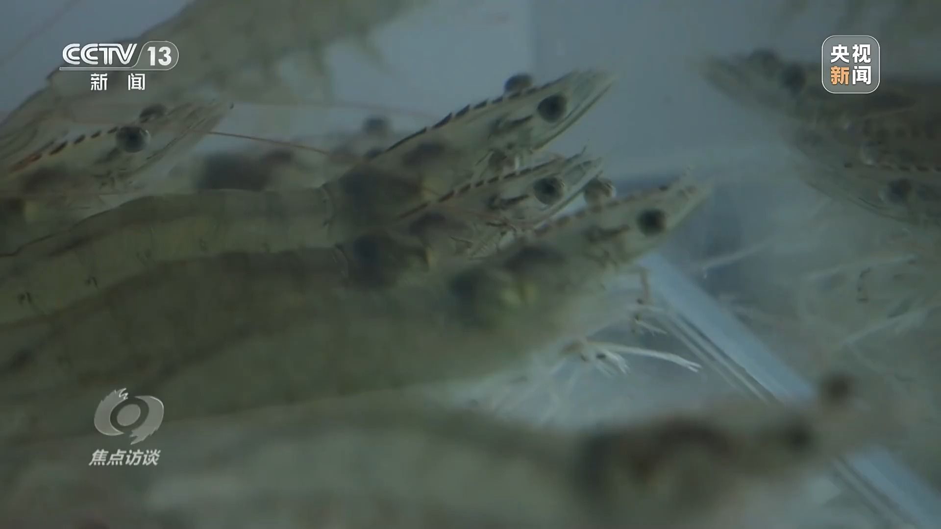 焦点访谈丨牢记总书记嘱托种业振兴食物丰