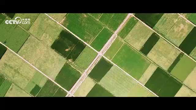 绿水青山间｜沙海中的绿色交响