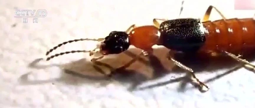 毒液堪比硫酸！泉港人看到这种虫子，千万不要拍打！