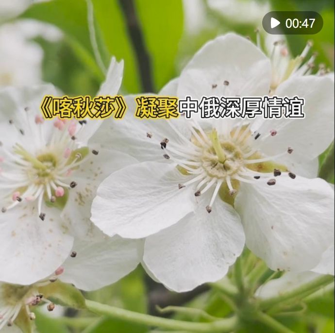 《喀秋莎》凝聚中俄深厚情谊